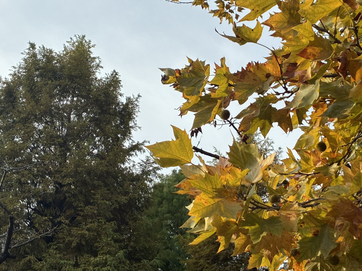 冬がやって来ますね🎿